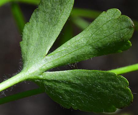 Ranunculus_micranthus_leaf2.jpg