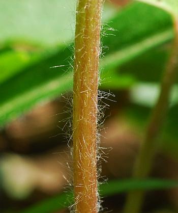 Ranunculus_micranthus_stem.jpg