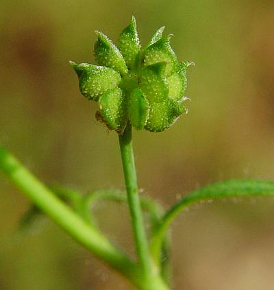 Ranunculus_parviflorus_fruits.jpg