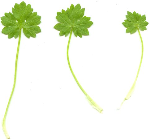 Ranunculus_parviflorus_leaves.jpg