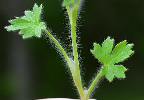 Ranunculus_parviflorus_leaves1.jpg