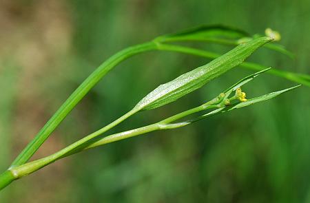 Ranunculus_pusillus_leaf2.jpg