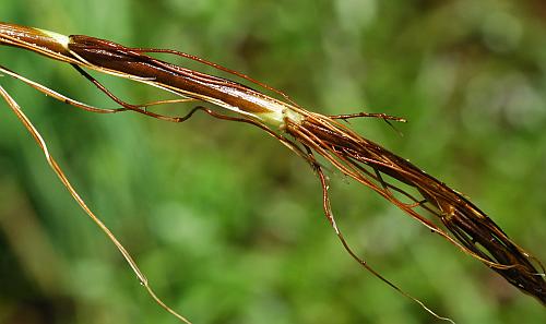 Ranunculus_pusillus_nodes.jpg