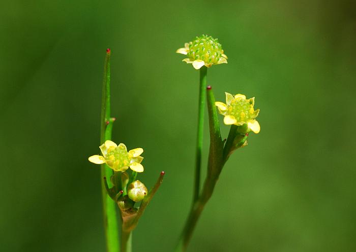 Ranunculus_pusillus_plant.jpg