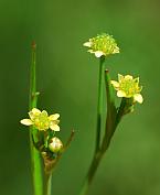 Ranunculus pusillus thumbnail