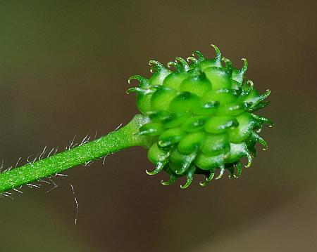 Ranunculus_recurvatus_fruits.jpg