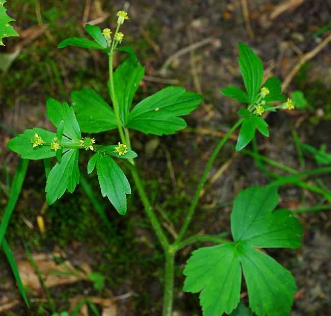 Ranunculus_recurvatus_plant.jpg