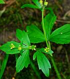 Ranunculus recurvatus thumbnail