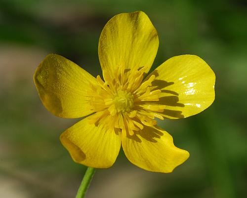 Ranunculus_sardous_corolla.jpg