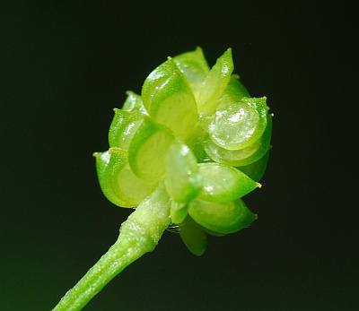 Ranunculus_sardous_fruits.jpg