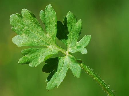 Ranunculus_sardous_leaf1.jpg