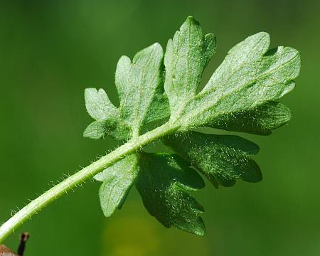 Ranunculus_sardous_leaf2.jpg