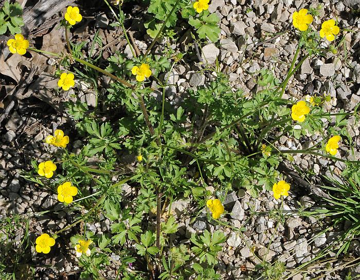 Ranunculus_sardous_plant.jpg