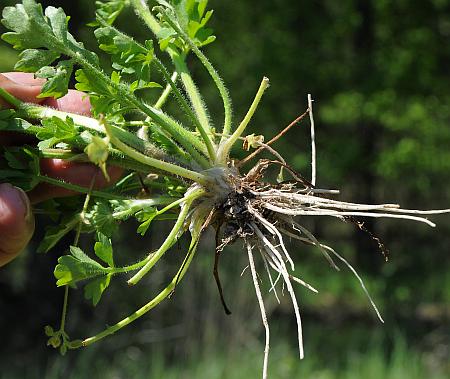 Ranunculus_sardous_roots.jpg