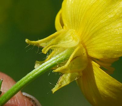 Ranunculus_sardous_sepals.jpg