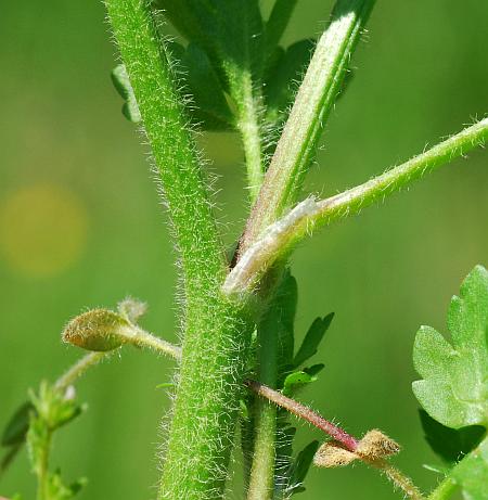 Ranunculus_sardous_stem.jpg