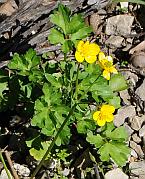 Ranunculus sardous thumbnail