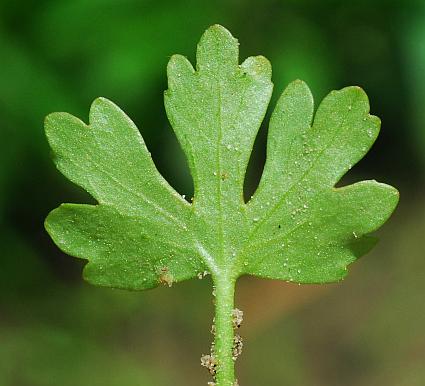 Ranunculus_sceleratus_basal2.jpg