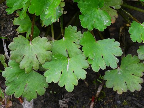 Ranunculus_sceleratus_basals1.jpg