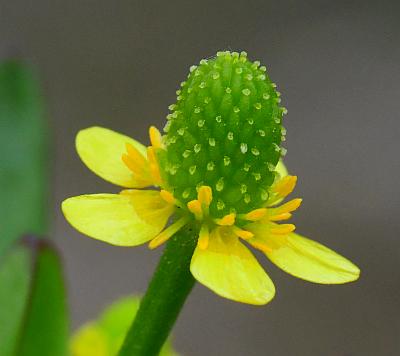 Ranunculus_sceleratus_flower1.jpg