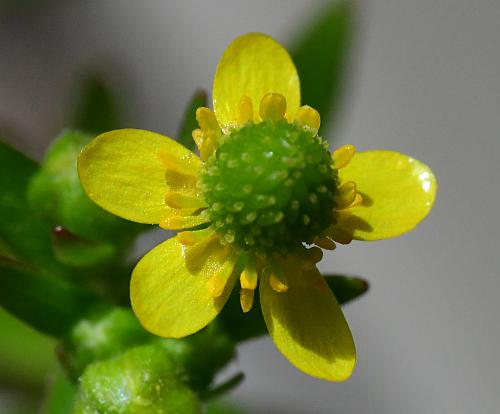 Ranunculus_sceleratus_flower2.jpg