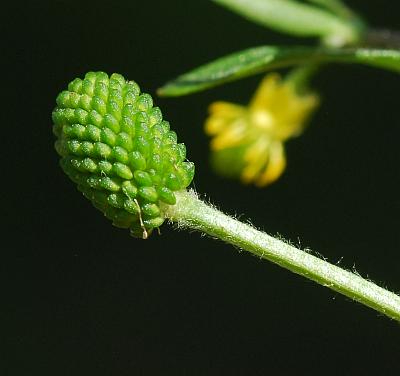 Ranunculus_sceleratus_fruits.jpg