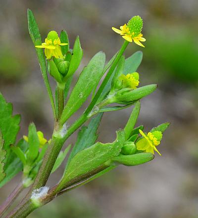 Ranunculus_sceleratus_inflorescence1.jpg