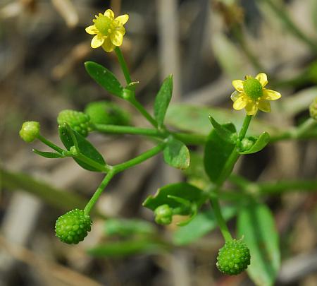 Ranunculus_sceleratus_inflorescence2.jpg