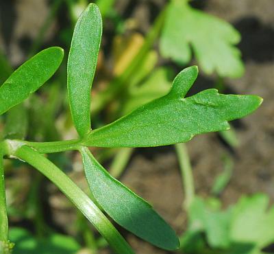 Ranunculus_sceleratus_leaf1.jpg
