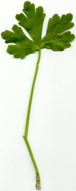 Ranunculus_sceleratus_lower_leaf.jpg