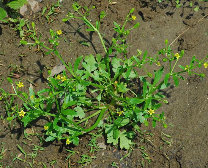 Ranunculus_sceleratus_plant.jpg