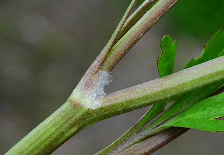 Ranunculus_sceleratus_stem.jpg