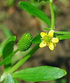 Ranunculus sceleratus thumbnail