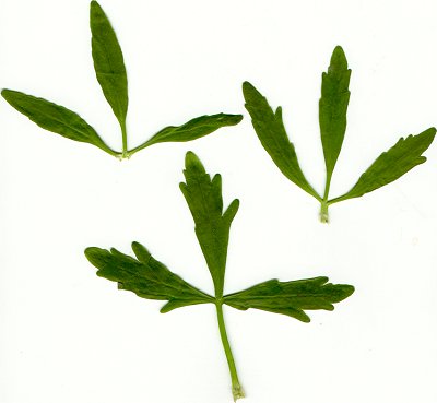Ranunculus_sceleratus_upper_leaves.jpg