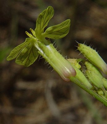 Raphanus_raphanistrum_calyx.jpg