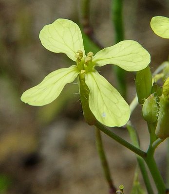 Raphanus_raphanistrum_flower.jpg