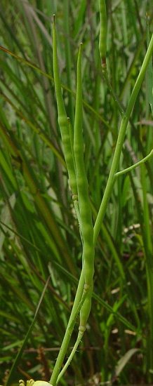 Raphanus_raphanistrum_fruit.jpg