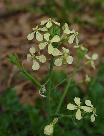 Raphanus_raphanistrum_inflorescence.jpg