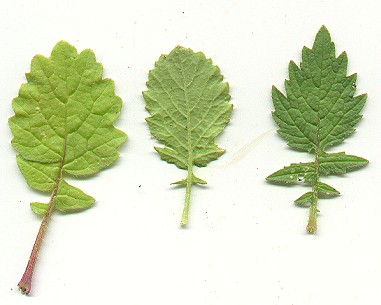 Raphanus_raphanistrum_leaves.jpg