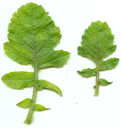 Raphanus_raphanistrum_leaves2.jpg