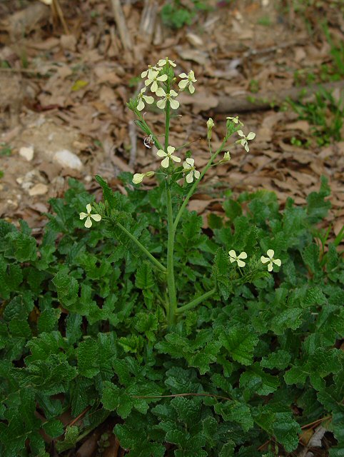 Raphanus_raphanistrum_plant.jpg