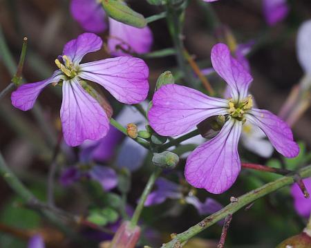 Raphanus_sativus_flowers.jpg