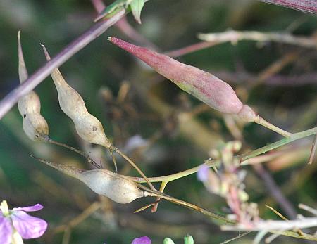 Raphanus_sativus_fruits.jpg