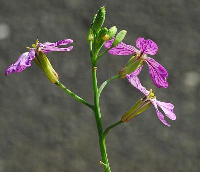 Raphanus_sativus_inflorescence.jpg