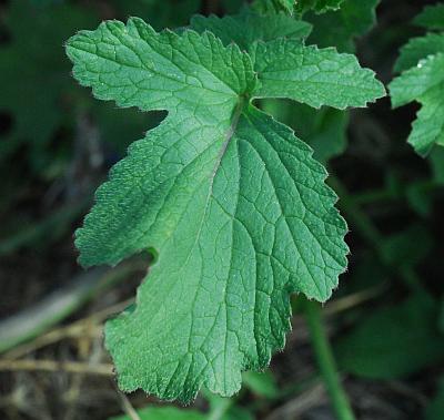 Raphanus_sativus_leaf1.jpg