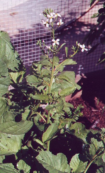 Raphanus_sativus_plant.jpg