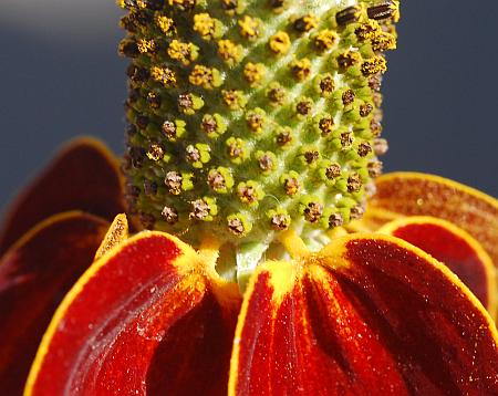 Ratibida_columnifera_florets.jpg