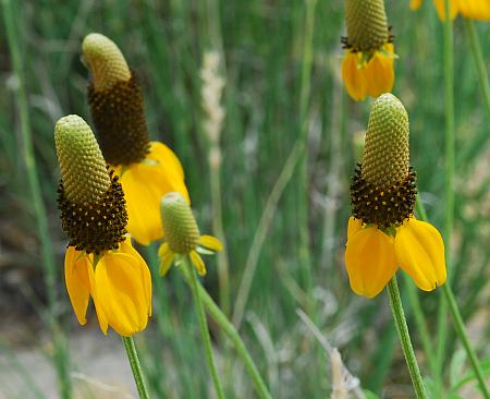 Ratibida_columnifera_heads.jpg