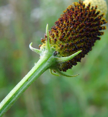 Ratibida_columnifera_involucre.jpg