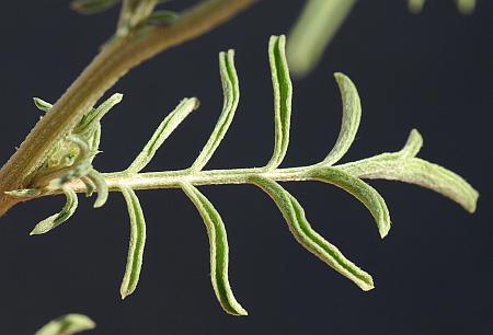 Ratibida_columnifera_leaf1.jpg